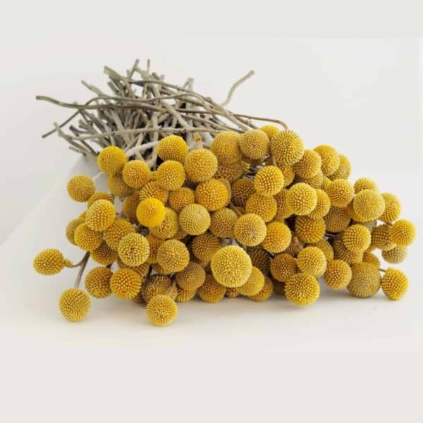 billy buttons